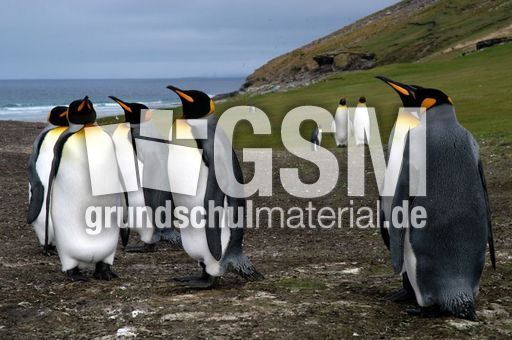 Königspinguin (20 von 84).jpg